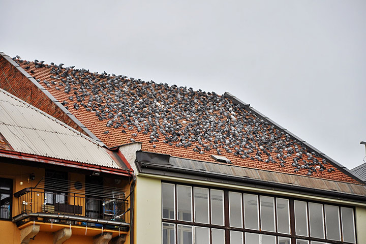 A2B Pest Control are able to install spikes to deter birds from roofs in Englefield Green. 