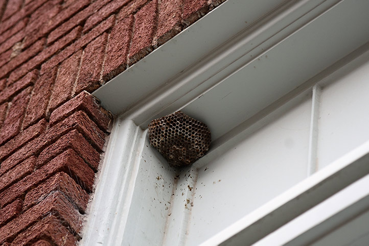 We provide a wasp nest removal service for domestic and commercial properties in Englefield Green.